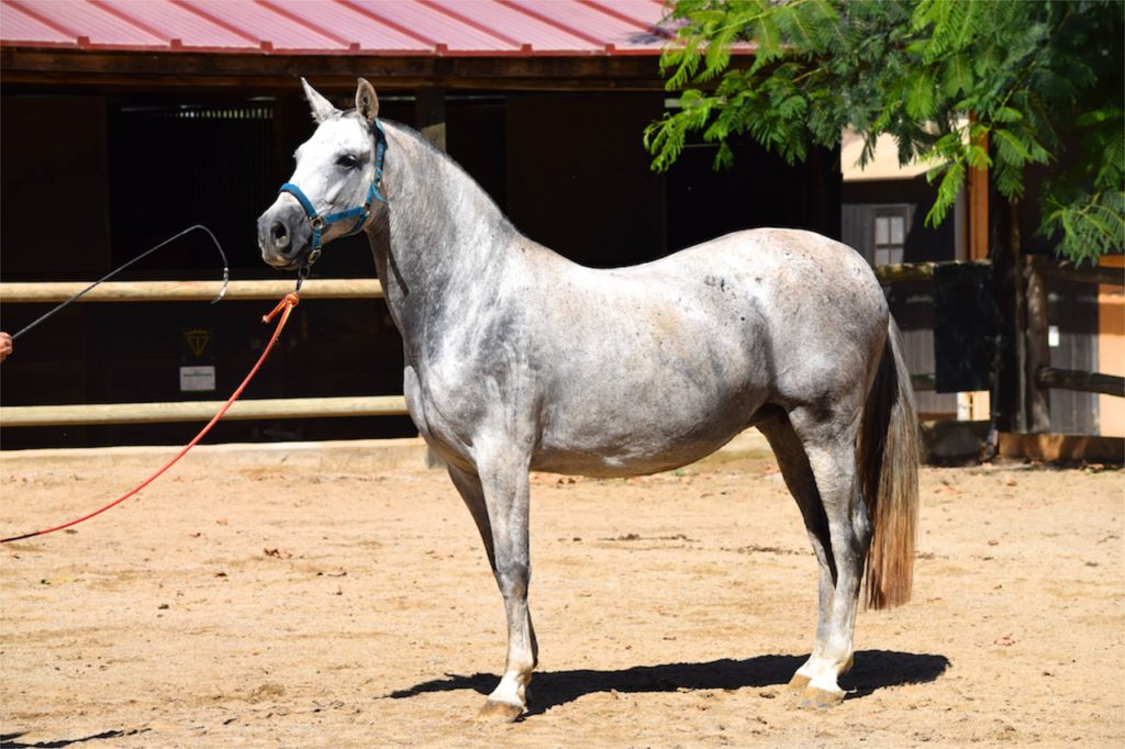 3 most expensive horse breeds in the world