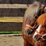 What Is the Difference Between Horses and Ponies?
